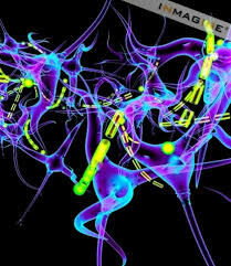 La Evaluación Psiconeurológica