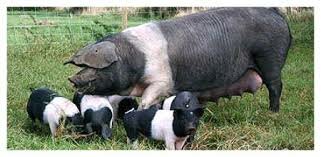 HAMPSIRE EN ARGENTINA