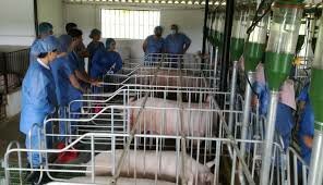 INVESTIGACIÓN DEL GANADO PORCINO