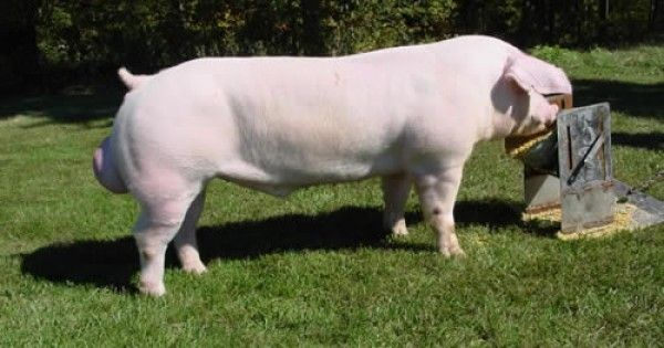 Existía en Europa un grupo de Landrace