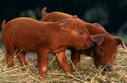 Fundacion de America Duroc