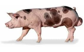 Expansión del Pietrain en Europa