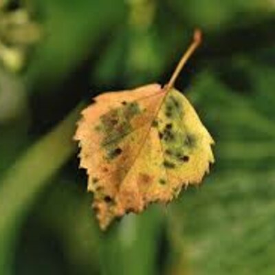 Timeline: Teorías del origen de las enfermedades