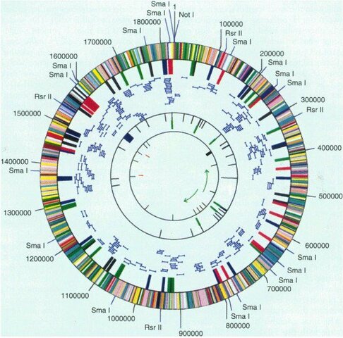 Primer genoma bacteriano secuenciado