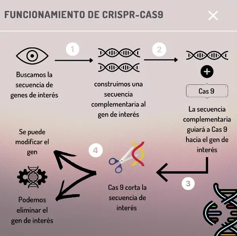 La técnica de edición genética CRISPR-Cas9 se desarrolla