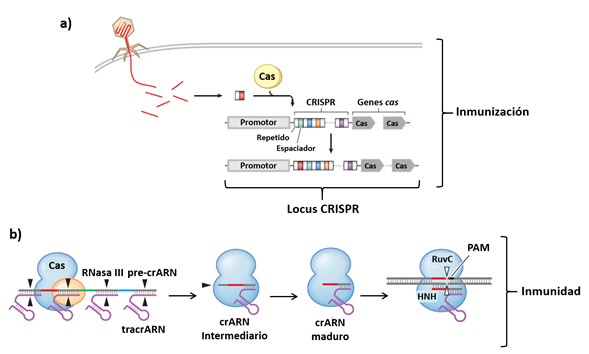 La técnica de edición genética CRISPR-Cas13 se desarrolla