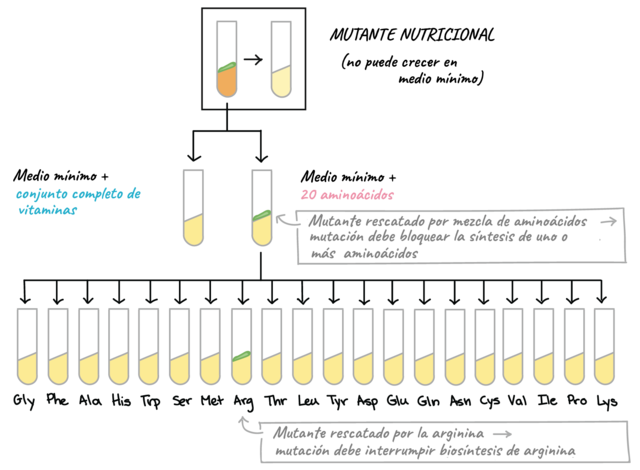 George Beadle y Edward Tatum