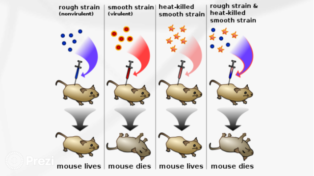 Frederick Griffith experiments