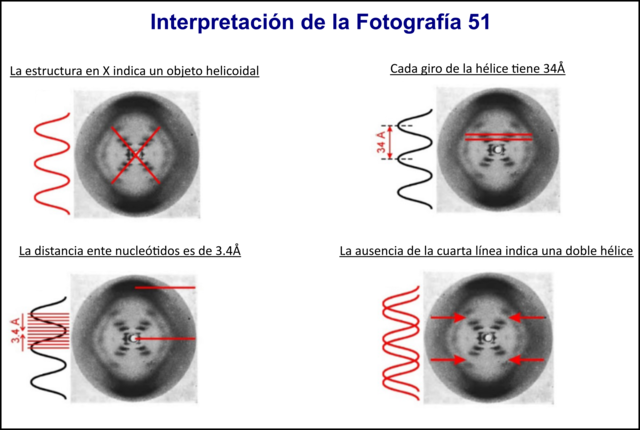 Rosalind Franklin y Maurice Wilkins