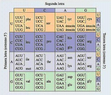 Marshall Nirenberg, Har Gobind Khorana y Robert Holley