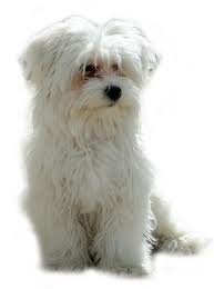 Va arribar el meu gos