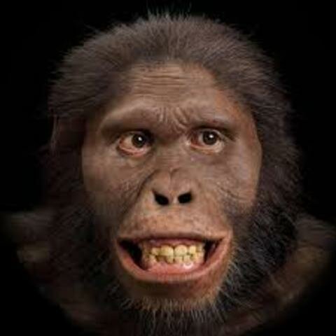 Aparición del Australopithecus