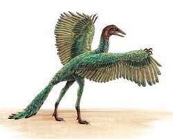 Aparición de las aves