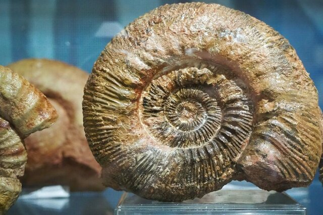 Extinción de los Ammonites