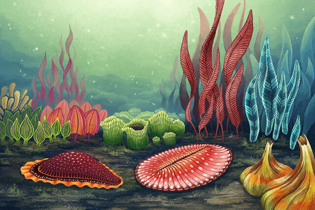 Aparición de la fauna de Ediácara