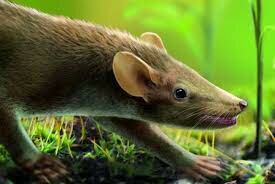 Aparición de los mamíferos