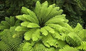 Expansión de extensas formaciones de helechos arborescentes