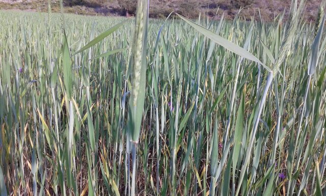 Economía basada en la comercialización de productos agrícolas