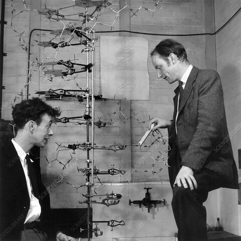 Francis Crick, James Watson and Maurice Wilkins
