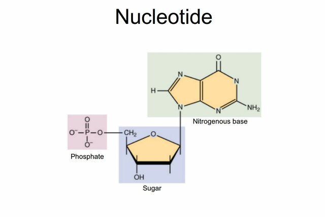 Discovery of Nucleic Acids