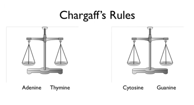 Chargaff's Rules