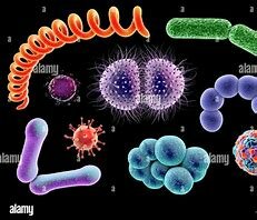 los microbios patógenos
