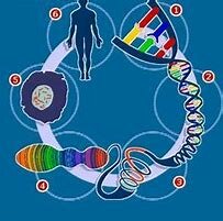 epistemología molecular