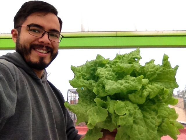 Cultivando con hidroponia