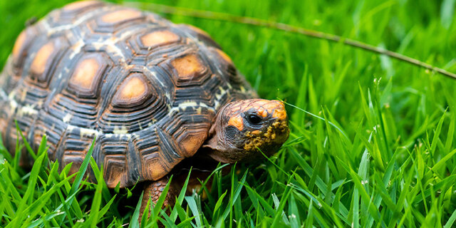Primeiro  bichinho de estimação