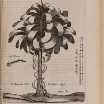 Timeline: colonization