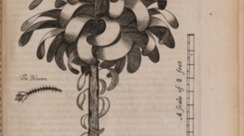 Timeline: colonization