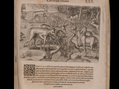 Foods of the Columbian Exchange