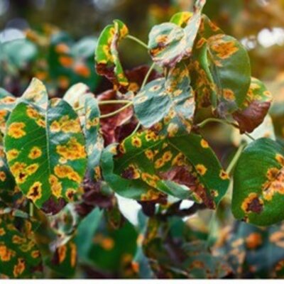 Timeline: Las teorías del origen de las enfermedades _Yulitza Gonzalez