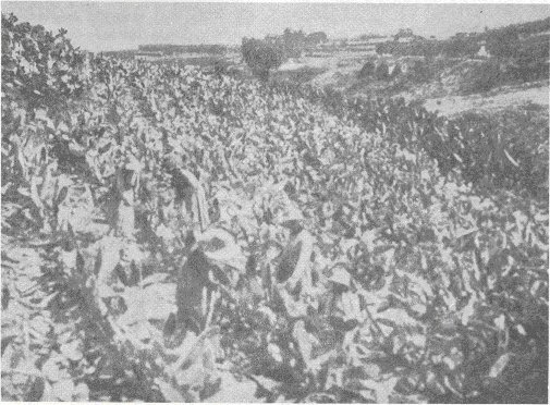 Crisis socioeconómica de la cochinilla