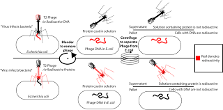 Hershey-Chase Experiments