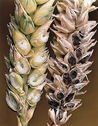 El suizo Isaac-Bénédict Prévost