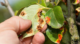 Timeline: Historia de la Fitopatología