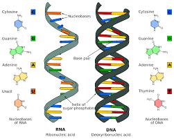 Discovery of Nucleic Acids