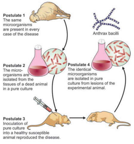 7. Teoría microbiana sin Pasteur y Koch.