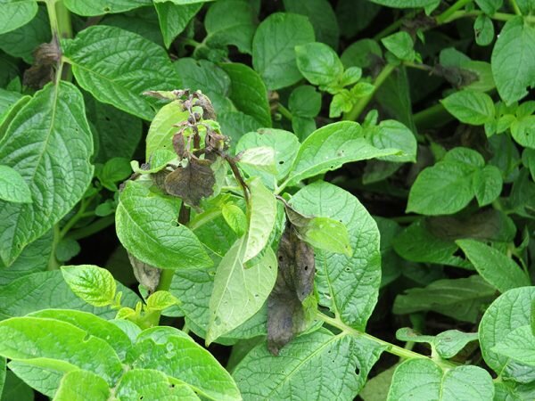 La teoría microbiana sin Pasteur y Koch