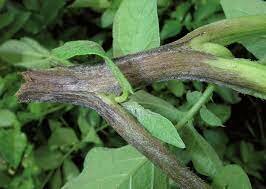 La Teoria Microbiana