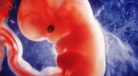 Timeline: Embriología Fetal