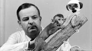 Estudio bajo la tutela del famoso psicólogo Harry Harlow