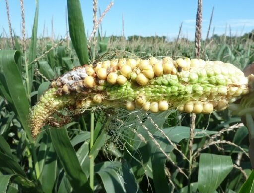 Taxonomía de las enfermedades