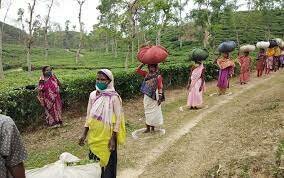 Ayudantes indígenas