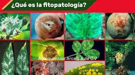 Timeline: Fase 1  Origen de la enfermedad y generalidades de los fitopatógenos.