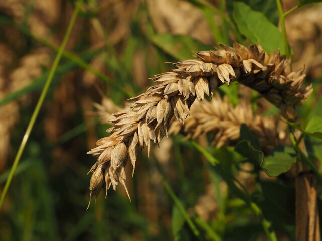 La invención de la agricultura.