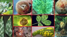 Timeline: Origen de las enfermedades