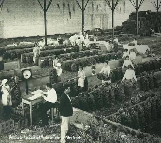 Producción de plátano (finales siglo XIX)