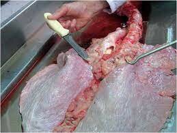 Zoonosis de importancia